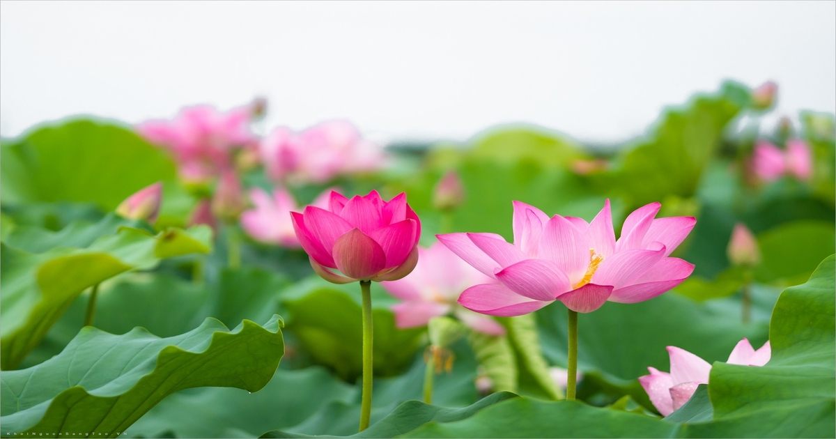 Tuyên truyền sự kiện